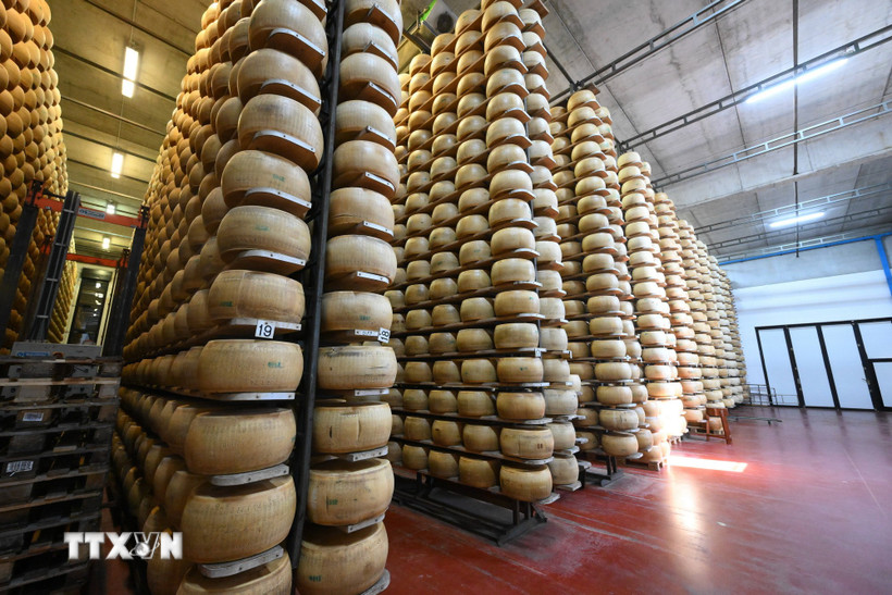 Phomát được chế biến tại Tortiano, Parma, Italy. (Nguồn: THX/TTXVN(