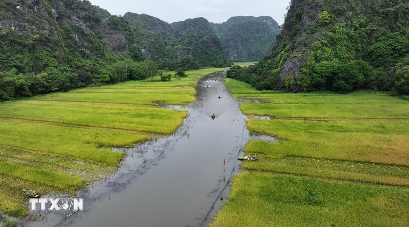 Cánh đồng lúa ở Tam Cốc, xã Ninh Hải, thành phố Hoa Lư (Ninh Bình) vào vụ thu hoạch. (Ảnh: Thùy Dung/ TTXVN)
