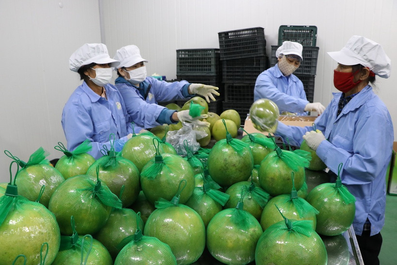 Việt Nam đang ưu tiên phát triển các ngành nghề xanh như quản lý rác thải thông minh, công nghệ tái chế và hậu cần bền vững. (Ảnh minh họa: Mạnh Minh/TTXVN)