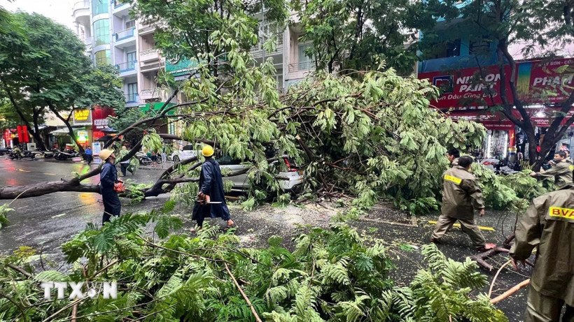 Lực lượng chức năng thu dọn hiện trường cây đổ tại Thành phố Hồ Chí Minh. (Ảnh minh họa: TTXVN phát)