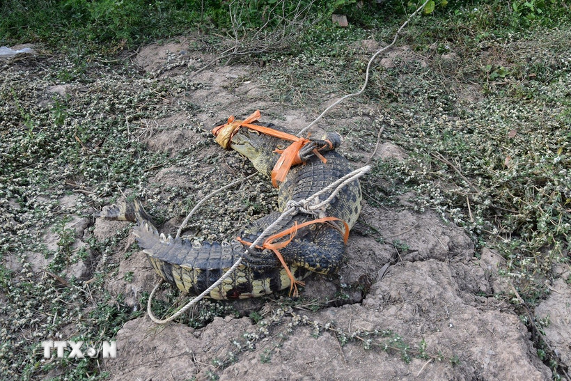 Con cá sấu. (Ảnh minh họa: Danh Chanh Đa/TTXVN)