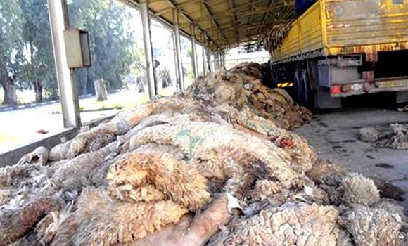 Thu gom các tấm da cừu sau buổi lễ. (Nguồn: APS)