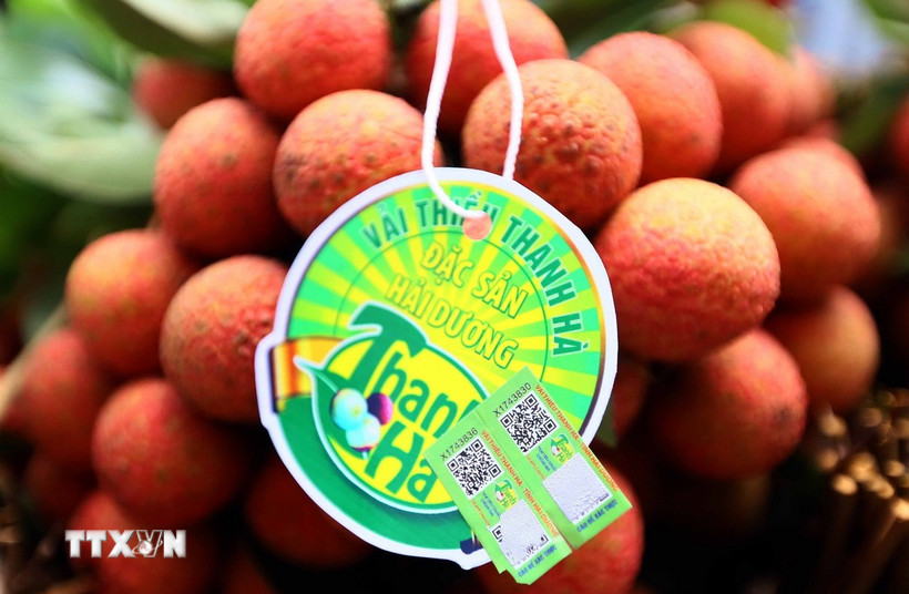 Sản phẩm vải Thanh Hà (Hải Dương) được cấp mã vạch, tem chỉ dẫn địa lý để khách hàng nhận biết. (Ảnh: Quang Quyết/TTXVN)