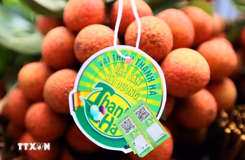 Sản phẩm vải Thanh Hà (Hải Dương) được cấp mã vạch, tem chỉ dẫn địa lý để khách hàng nhận biết. (Ảnh: Quang Quyết/TTXVN)