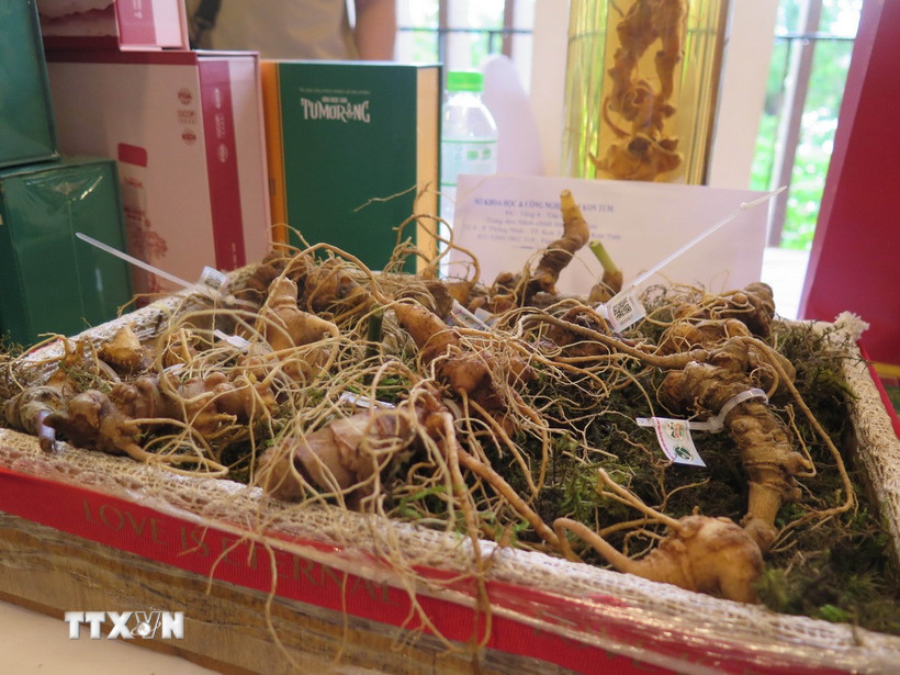 Sâm Ngọc Linh. (Ảnh: Dư Toán/TTXVN)