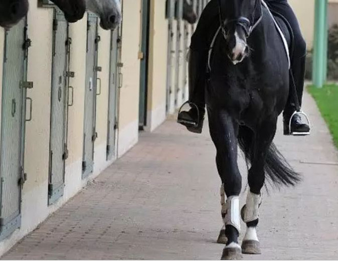 Nhiều trẻ em bị thương vì bị ngựa giẫm đạp tại miền Tây Nam Pháp ảnh 1