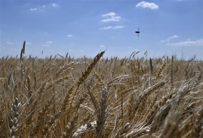 Nga và Ukraine sắp đạt được thỏa thuận về xuất khẩu ngũ cốc ảnh 1