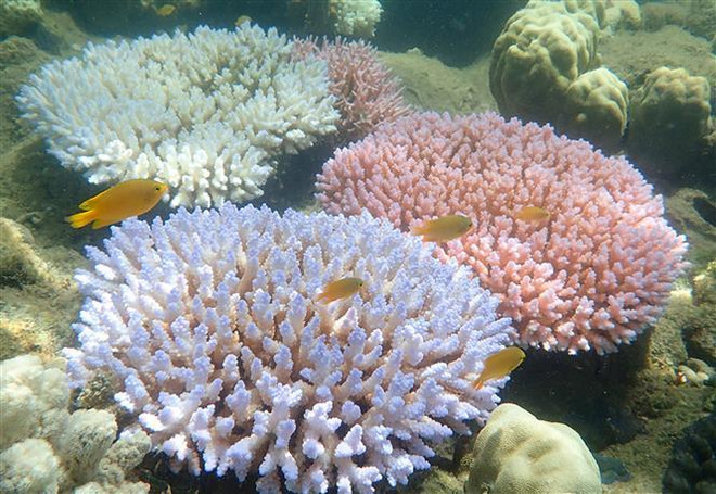 Rạn san hô Great Barrier ở Australia, ngày 19/4/2018. (Nguồn: AFP/TTXVN) Thêm 'tiếng kêu cứu' từ rạn san hô lớn nhất thế giới Great Barrier ảnh 1