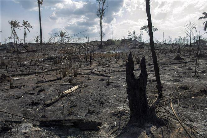 Các nhà lãnh đạo G7 nhất trí chi 20 triệu euro bảo vệ rừng Amazon ảnh 1