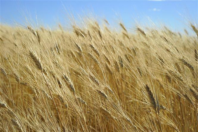 Trung Quốc 'âm thầm' mua nông sản Canada bất chấp căng thẳng Huawei ảnh 1