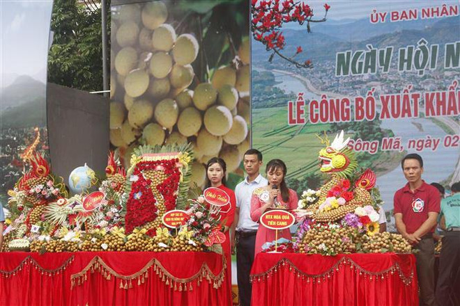 Xuất khẩu 60 tấn nhãn Sơn La sang thị trường Trung Quốc và các nước ảnh 2