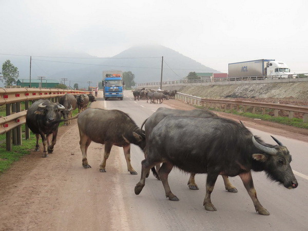 Trâu chết hàng loạt không rõ nguyên nhân ở tỉnh Cao Bằng ảnh 1
