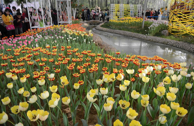 [Photo] Chiêm ngưỡng vẻ đẹp của vườn hoa tulip đang mùa nở rộ ảnh 4