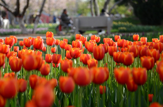 [Photo] Chiêm ngưỡng vẻ đẹp của vườn hoa tulip đang mùa nở rộ ảnh 2