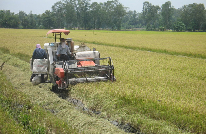Đồng bằng sông Cửu Long hiện đại hóa công nghệ sau thu hoạch ảnh 1