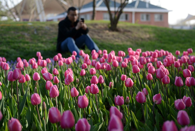 [Photo] Chiêm ngưỡng vẻ đẹp của vườn hoa tulip đang mùa nở rộ ảnh 1