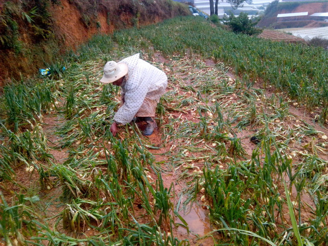 Mưa đá kèm theo lốc xoáy khiến người dân Đà Lạt mất 10 tỷ đồng ảnh 1