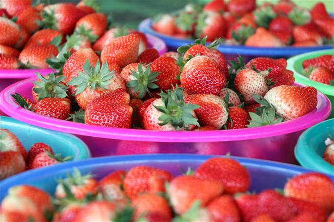 Sơn La: Thu nhập trên 10 triệu đồng mỗi ngày từ trồng dâu tây ảnh 1