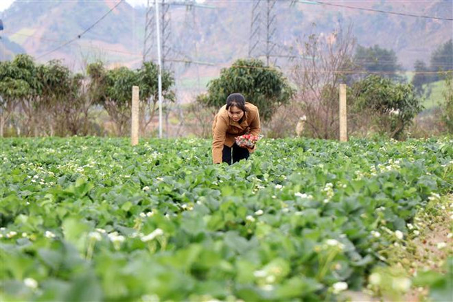 Sơn La: Thu nhập trên 10 triệu đồng mỗi ngày từ trồng dâu tây ảnh 2