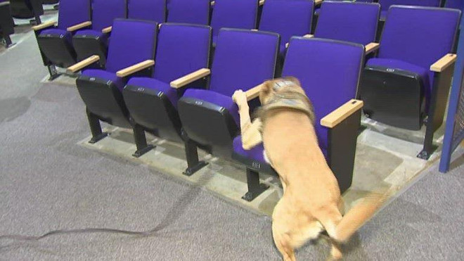 Dùng chó đánh hơi - giải pháp giảm tải cho hệ thống xét nghiệm COVID ảnh 1