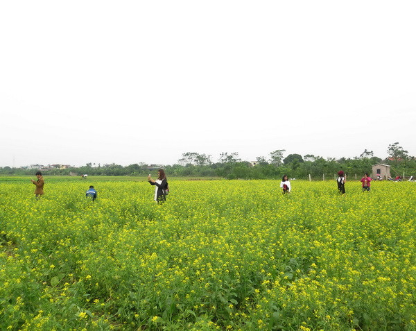 Mãn nhãn với “thủ phủ hoa cải” của vùng đất ven sông Hồng ảnh 2