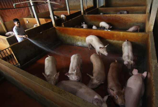 Phát hiện chất cấm Salbutamol trong thức ăn chăn nuôi ảnh 1