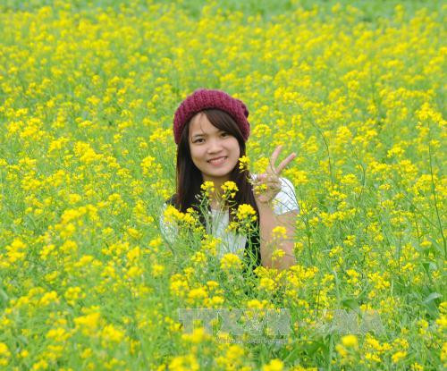 Mãn nhãn với “thủ phủ hoa cải” của vùng đất ven sông Hồng ảnh 1