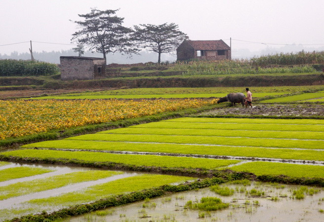 Lịch lấy nước ba đợt cho sản xuất vụ Đông Xuân 2015-2016 ảnh 1