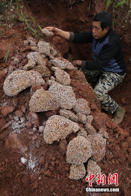 Phát hiện những con mối khổng lồ hơn 30 tuổi tại đập nước ảnh 3