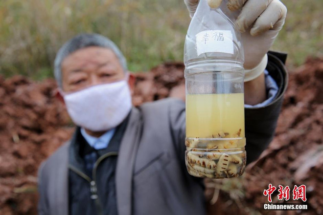 Phát hiện những con mối khổng lồ hơn 30 tuổi tại đập nước ảnh 4