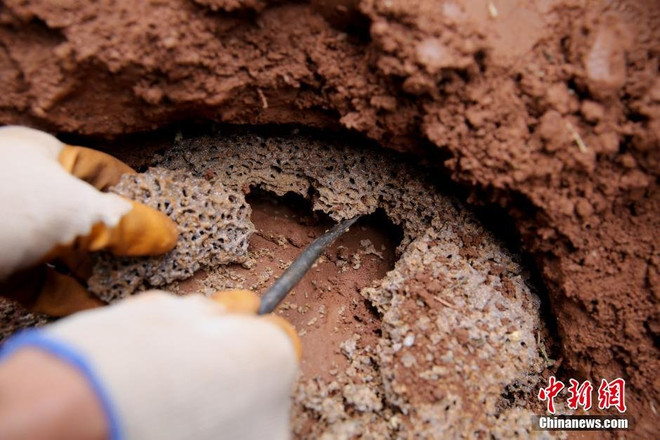 Phát hiện những con mối khổng lồ hơn 30 tuổi tại đập nước ảnh 2