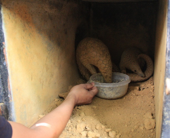 Quảng Ninh khởi tố vụ án nuôi nhốt trái phép 19 cá thể tê tê ảnh 1