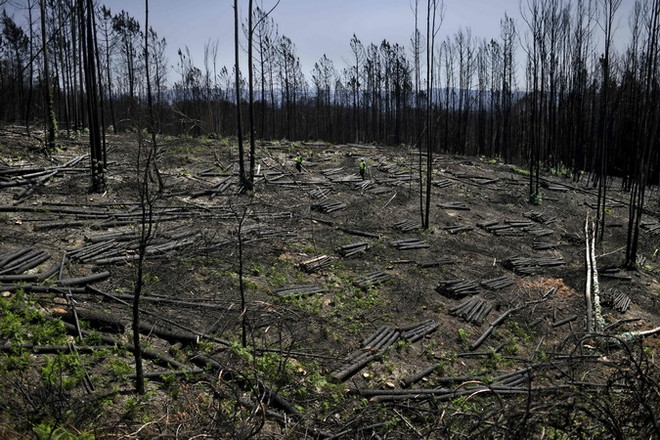 Hơn 400 vụ cháy rừng xảy ra tại Bồ Đào Nha trong một ngày ảnh 1