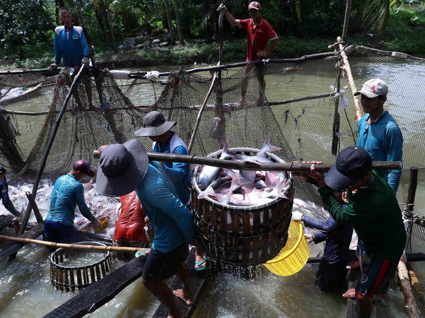 Giải bài toán thị trường đầy thách thức cho cá tra Việt Nam ảnh 2