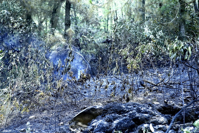 Khánh Hòa: Khoảng 100ha rừng phòng hộ bị cháy, thiệt hại hàng tỷ đồng ảnh 1