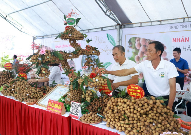 Đưa nhãn lồng Hưng Yên tới tay người tiêu dùng thị trường Hà Nội ảnh 2