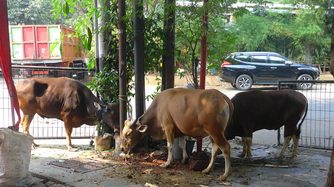 Lễ Idul Adha tại Indonesia tôn vinh đức tin và sự hy sinh ảnh 1