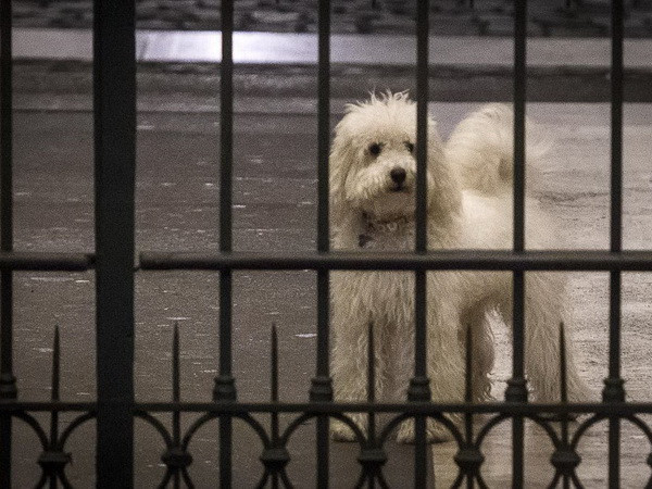 Ông Berlusconi được mời lao động công ích ở trại động vật ảnh 1