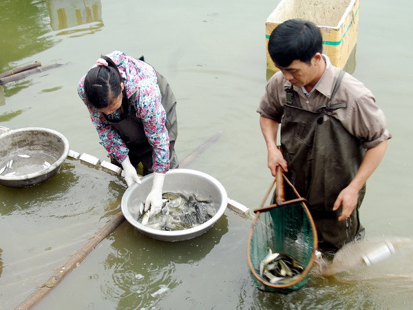 Hà Nội: Thông tin thủy sản nhiễm kim loại là không chính xác ảnh 1