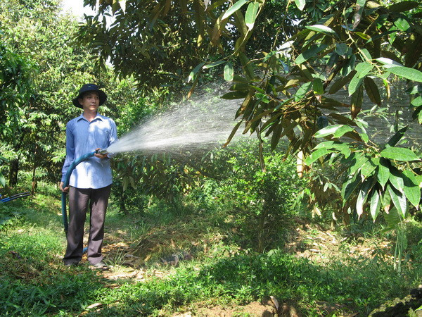 Tiền Giang xây dựng 300ha vùng trồng chuyên canh sơri ảnh 1