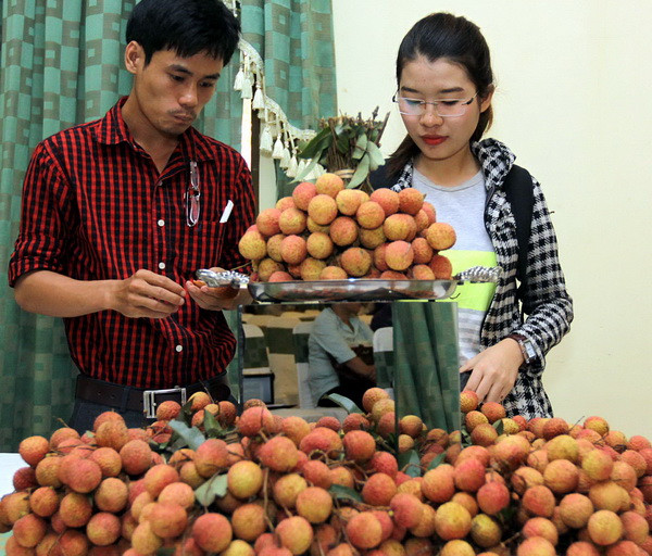 Vải thiều VietGAP ở Bắc Giang giá cao vẫn "hút khách" ảnh 1