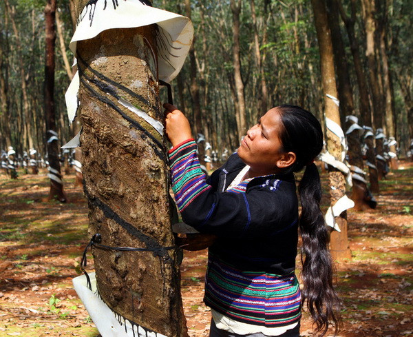 Chuẩn bị khai thác hơn 200 hécta cây cao su ở tỉnh Lai Châu ảnh 1