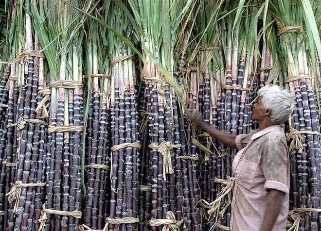 Người dân Ấn Độ bán mía đường ở khu chợ Madras. (Ảnh: AFP/TTXVN) Giá đường thế giới tăng lên mức kỷ lục trong hơn 10 năm ảnh 1