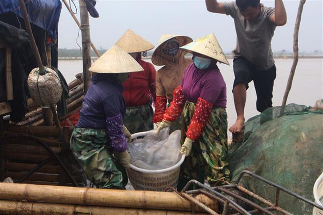 Sứa được tiêu thương thu mua ngay trên bè, mảng với giá 25.000-30.000 đồng/con. (Ảnh: Trịnh Duy Hưng/TTXVN) Thanh Hóa: Ngư dân Hoằng Trường phấn khởi vươn khơi hái 'vàng trắng' ảnh 1