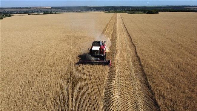 Thu hoạch lúa mỳ gần Kramatosk ở Donetsk Oblast, Ukraine. (Ảnh: AFP/TTXVN) Slovakia đình chỉ chế biến ngũ cốc Ukraine do dư lượng thuốc trừ sâu ảnh 1