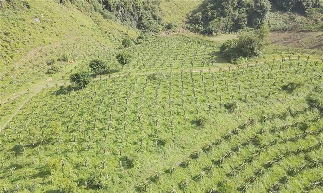 Vườn thanh long của Hợp tác xã nông nghiệp Quỳnh Thuận, huyện Thuận Châu, tỉnh Sơn La canh tác theo chuỗi liên kết. (Ảnh: TTXVN phát) Thúc đẩy tiêu thụ nông sản, chống khai thác hải sản bất hợp pháp ảnh 1