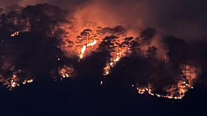 Cháy rừng thông nguyên sinh có tuổi đời khoảng 70 năm ở Đà Lạt ảnh 1