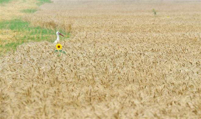 Một cánh đồng lúa mỳ ở làng Mala Dyvitsya, Ukraine. (Ảnh: AFP/TTXVN) Romania không nhập khẩu ngũ cốc của Ukraine đến đầu tháng Sáu ảnh 1