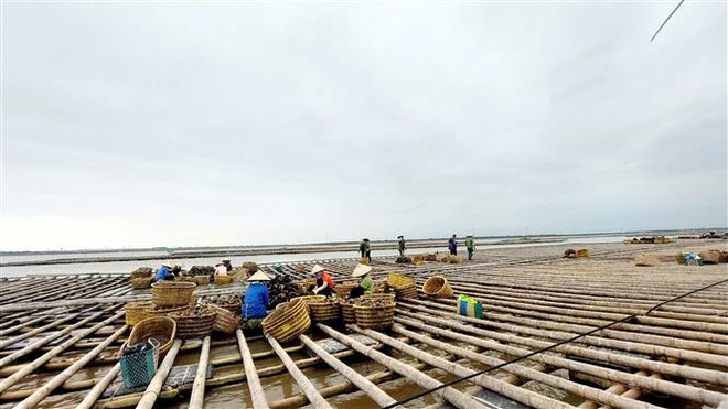 Ngư dân Quảng Ninh bộn bề lo toan làm mới nghề nuôi trồng thủy sản ảnh 2