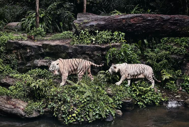 10 hoạt động nhất định không được bỏ qua khi đến Singapore ảnh 3